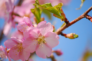 菜園_桜の開花
