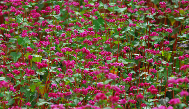 赤そばの花